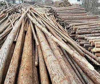 告訴你河道木樁在水里可以用多少年