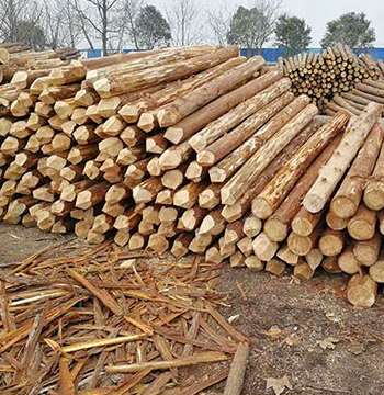 杉木樁的采購(gòu)要點(diǎn)分析