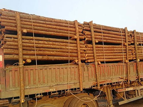 松木樁有哪些性能特點呢