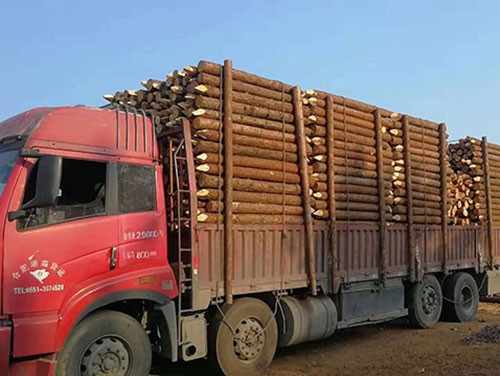 杉木綠化桿的使用有哪些質(zhì)量上的要求呢