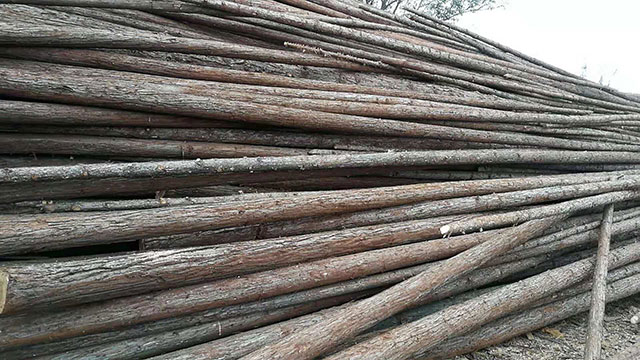 杉原木使用年限是多久