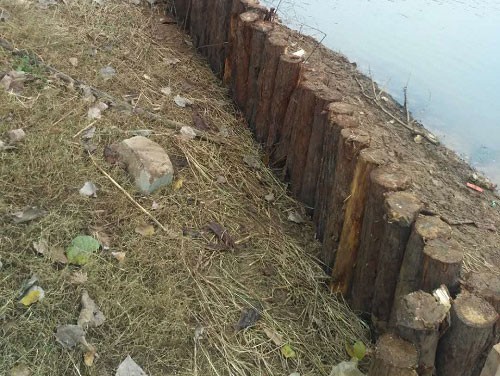 杉木樁應(yīng)用于軟土地基上