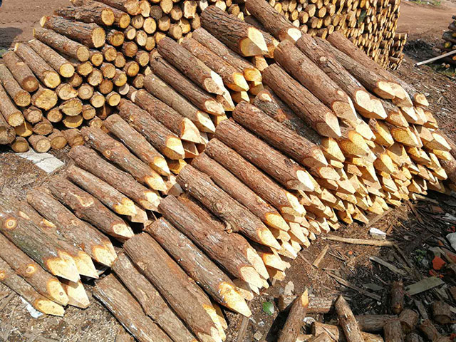 杉木綠化樁的安裝使用需要做到這些