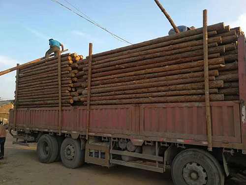 杉木樁被選擇使用要注意的地方