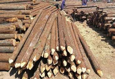 杉木樁以低廉的價(jià)格應(yīng)用在河道工程中