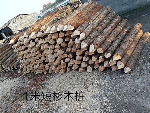 杉木樁自然駁岸凈化水體結(jié)構(gòu)