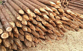 杉木原條怎樣保養(yǎng)好