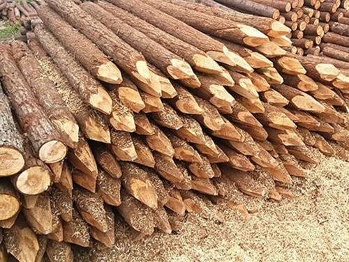 杉原木制材過程中的防霉處理方法