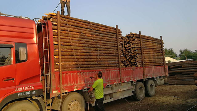 杉木綠化樁的搭建設備講述