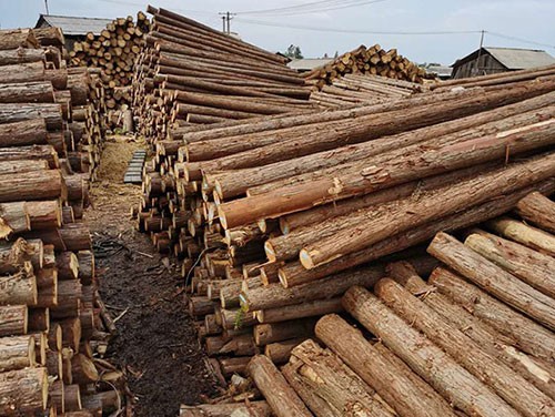 杉木綠化樁的的主要特性