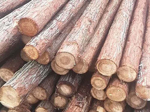 杉木樁如何存儲(chǔ)