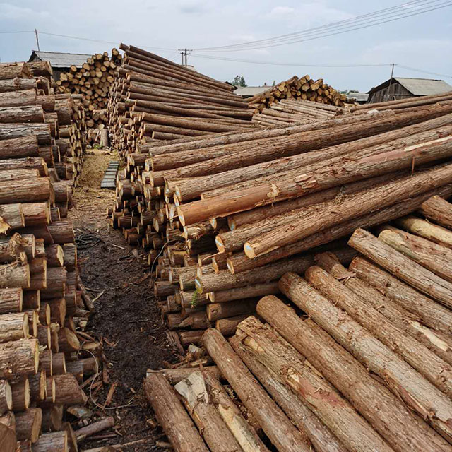 杉木樁使用壽命受到影響的因素