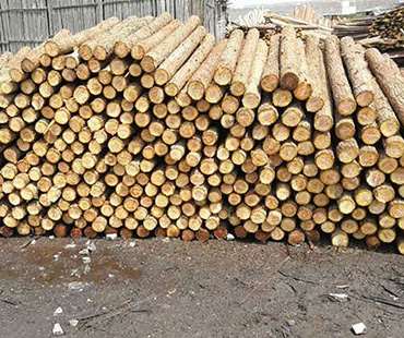 杉木樁的采購的關(guān)鍵點(diǎn)敘述 杉木樁的采購的關(guān)鍵點(diǎn)敘述