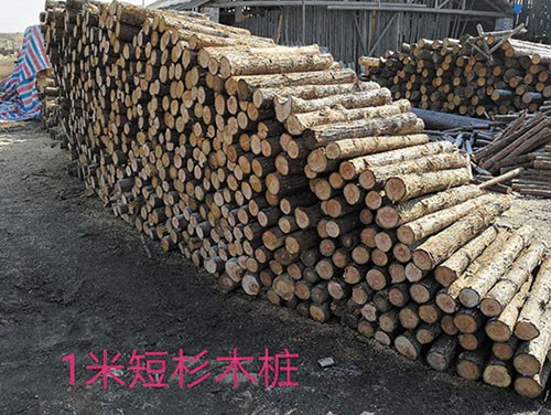 杉木樁為什么在市場(chǎng)上那么受歡迎