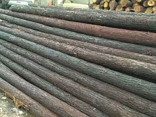 杉木樁市場行情回顧