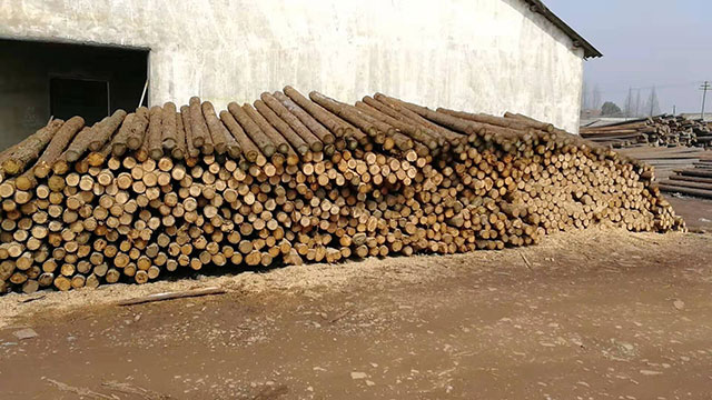 園林綠化樁哪里有賣的