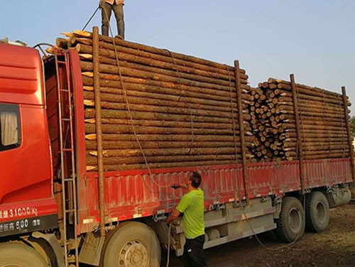 杉木樁品質(zhì)不好的原因分析