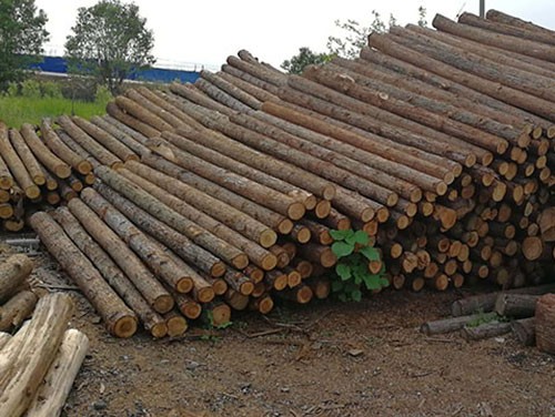 杉木樁的使用年限和防腐方法