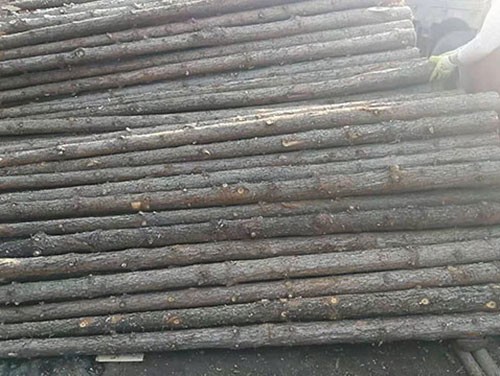 杉木樁的腐壞如何有效的防止呢