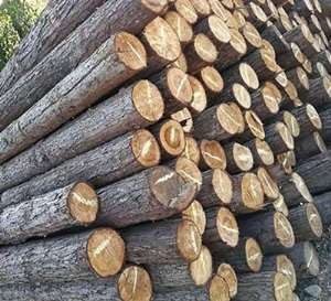 杉木樁為什么對城市綠化有作用呢