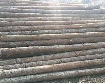 有哪些因素影響杉木樁價(jià)格