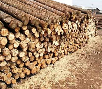 有問(wèn)題的杉木樁會(huì)帶來(lái)的影響 有問(wèn)題的杉木樁會(huì)帶來(lái)的影響