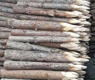 杉木樁的水存法效果好不好呢