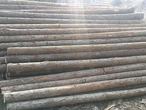 杉木樁廠家淺談杉木的種植和生長