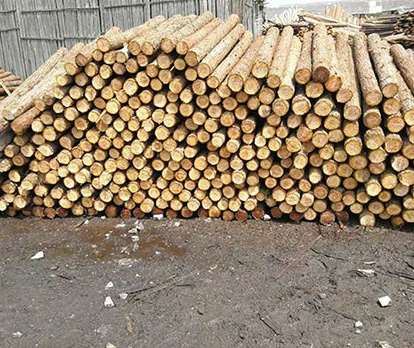 杉木樁的價格不一的因素 杉木樁的價格不一的因素