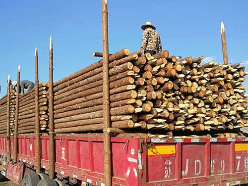 防止高回填土方下沉的杉木樁結(jié)構(gòu)