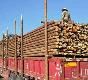 木樁生態(tài)駁岸的應(yīng)用須知