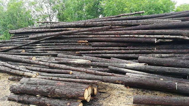 杉木原木廠家 杉木原木廠家
