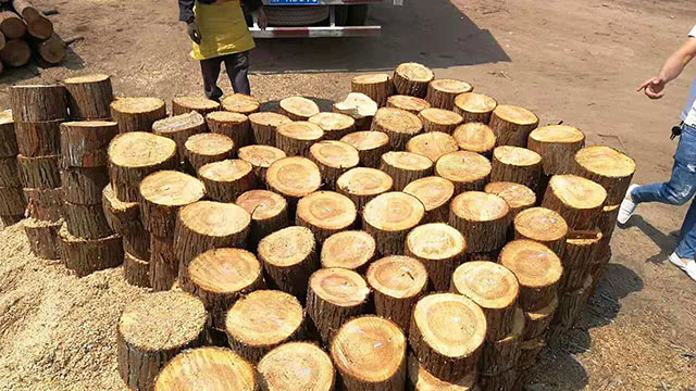 短木樁供應(yīng) 短木樁供應(yīng)